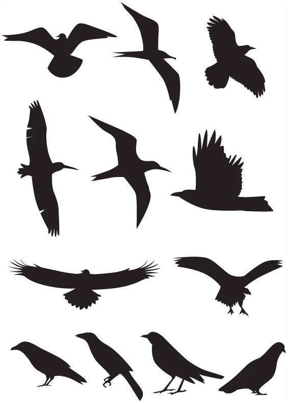 bird silhouette vector