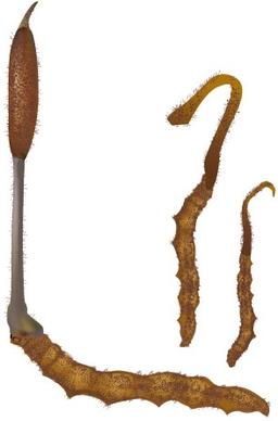 vector cordyceps