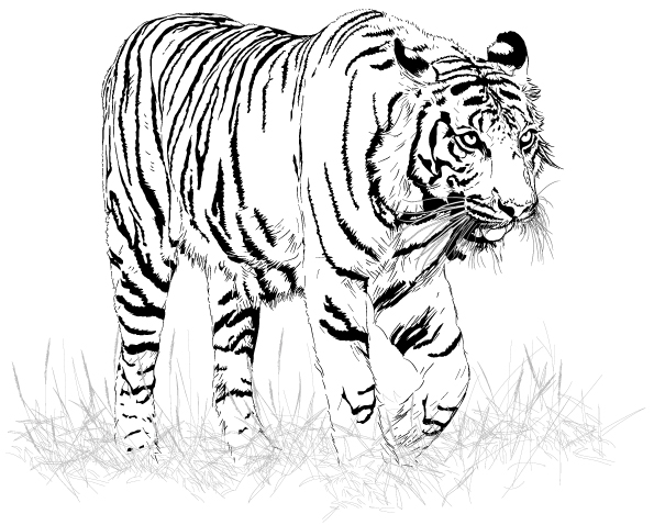 black and white tiger vector