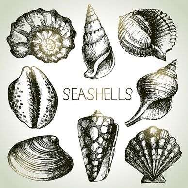 set of seashell hand drawn vectors