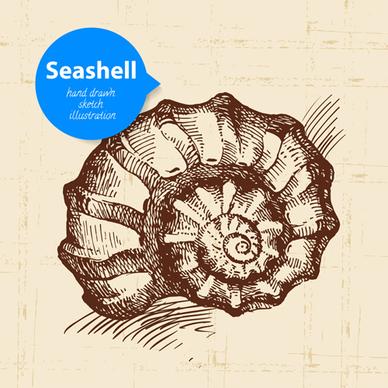 set of seashell hand drawn vectors