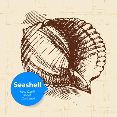 set of seashell hand drawn vectors