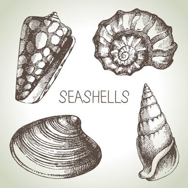 set of seashell hand drawn vectors