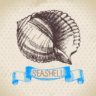 set of seashell hand drawn vectors