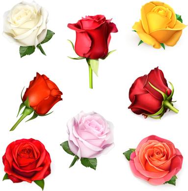 different colored roses vectors