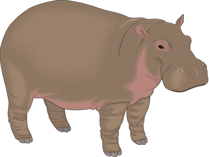 Hippopotamus