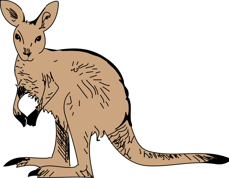 Kangaroo 3