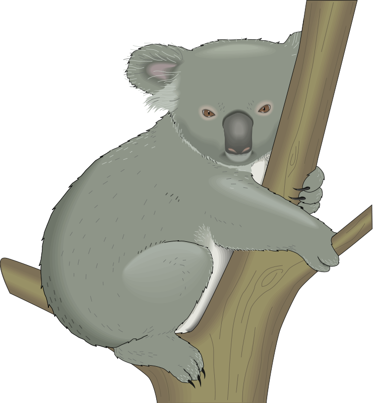 Koala