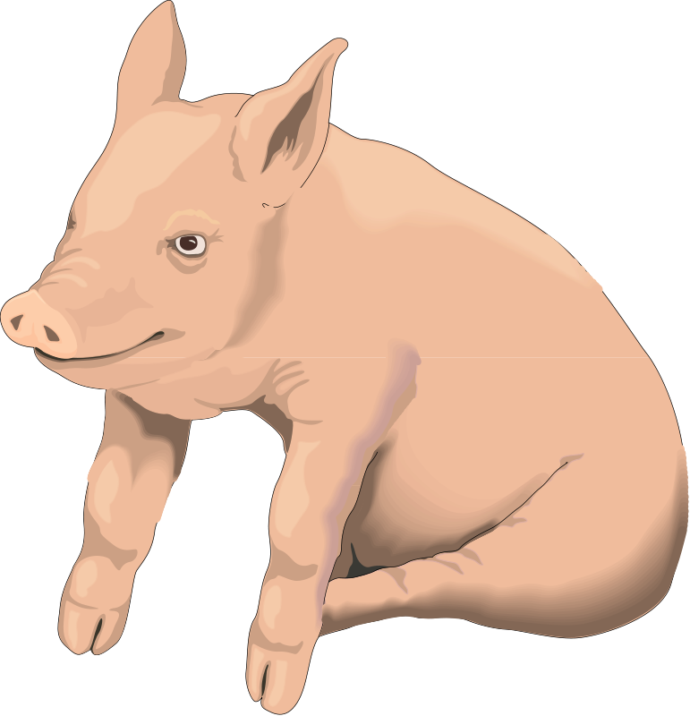 Pig 2