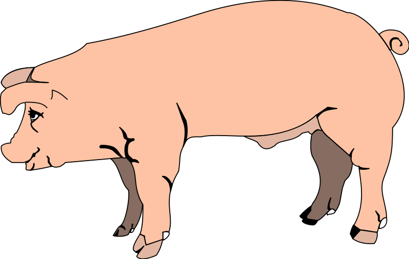 Pig 3