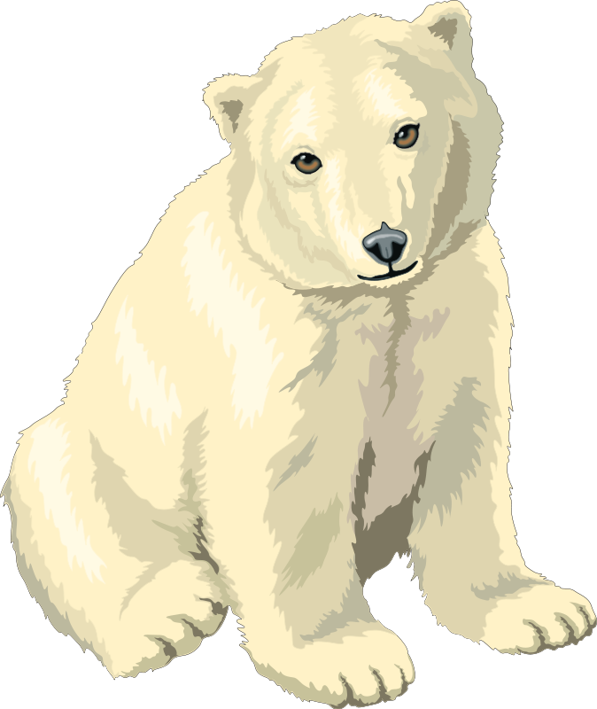 Polar Bear