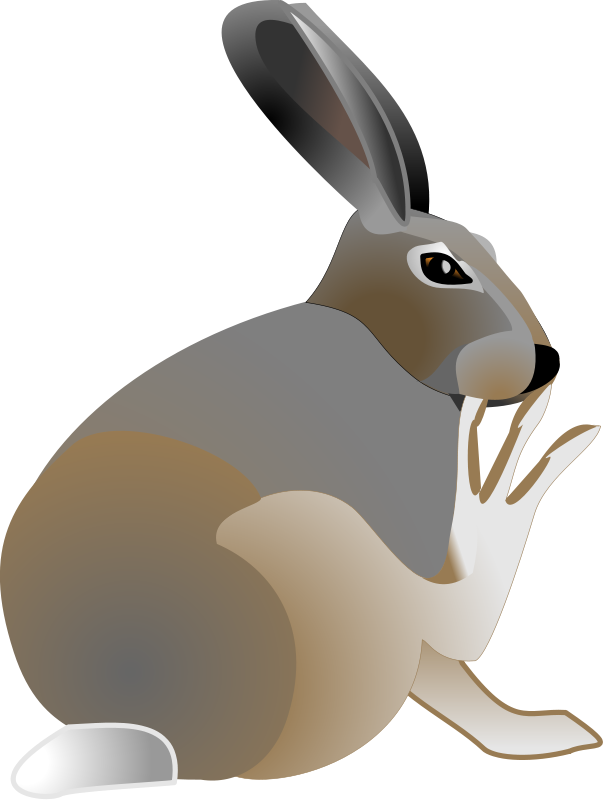 Rabbit