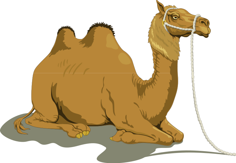 Camel 1