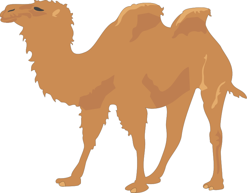 Camel 2