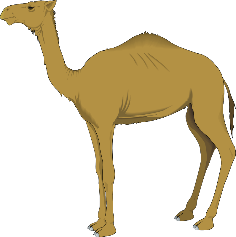 Camel 3