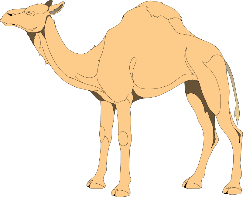 Camel 4