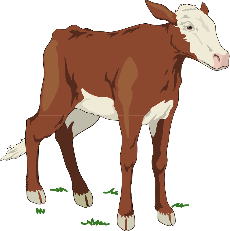 Cow 2