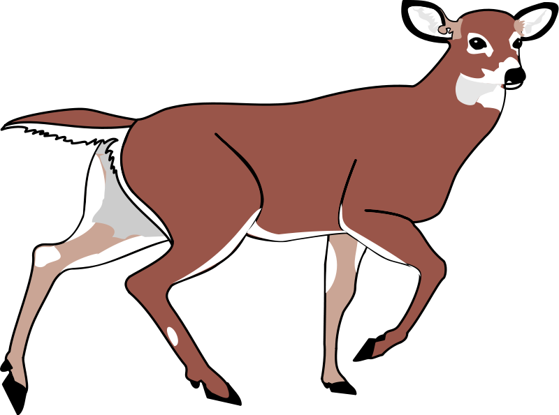 Deer 2