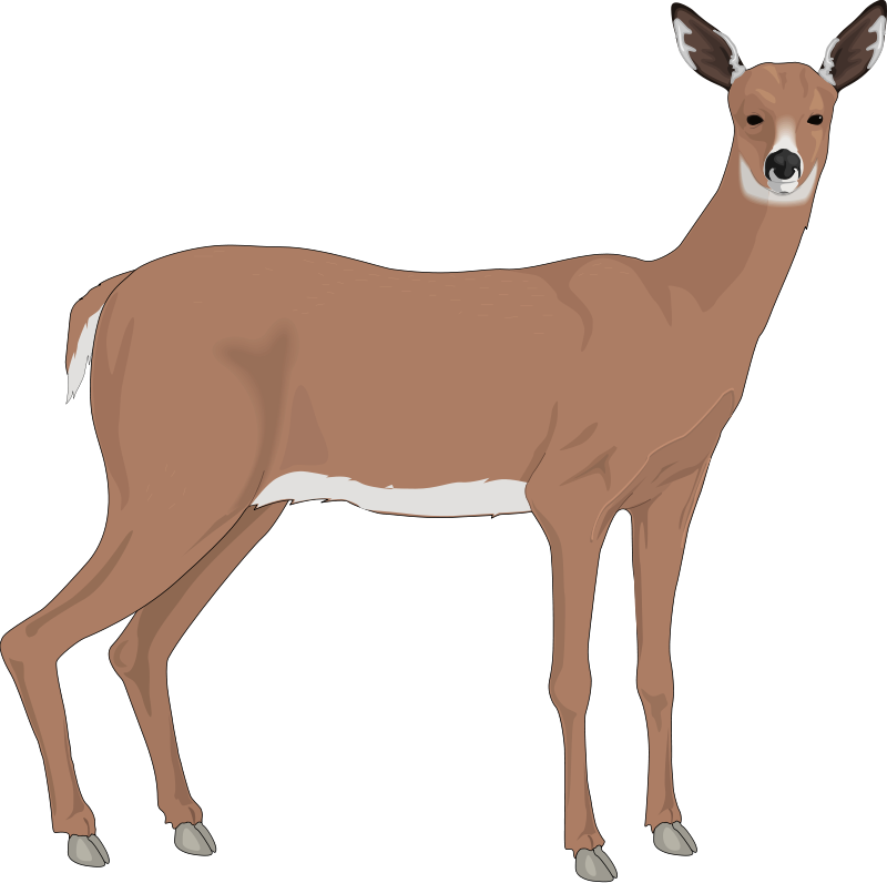 Deer 3