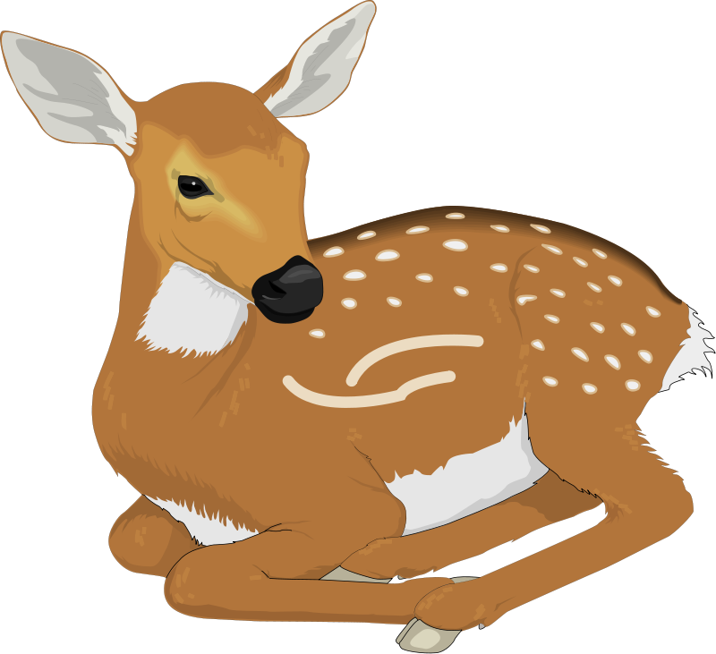 Deer 6