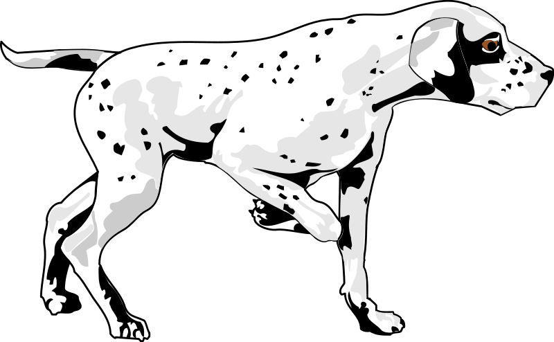 dalmation