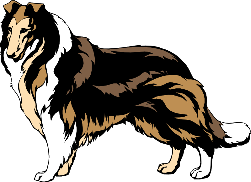 collie