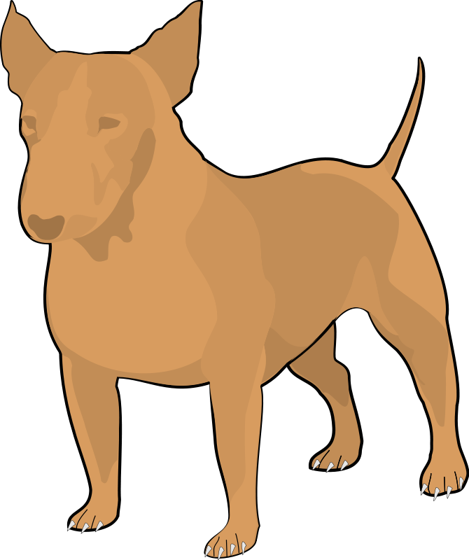 bull terrier