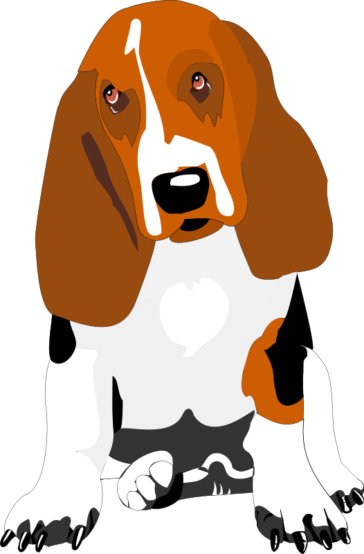 bassett hound