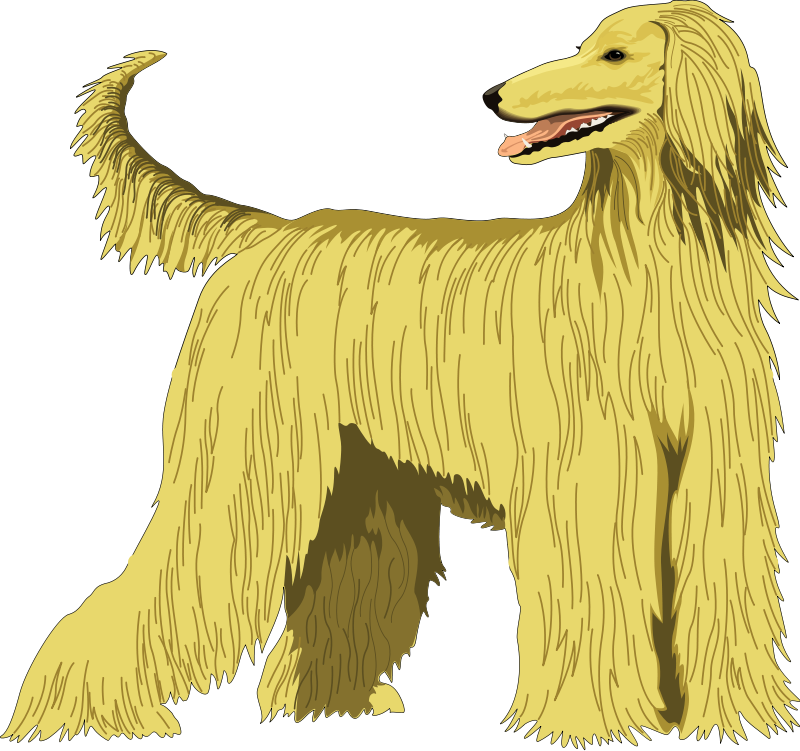 afghan hound