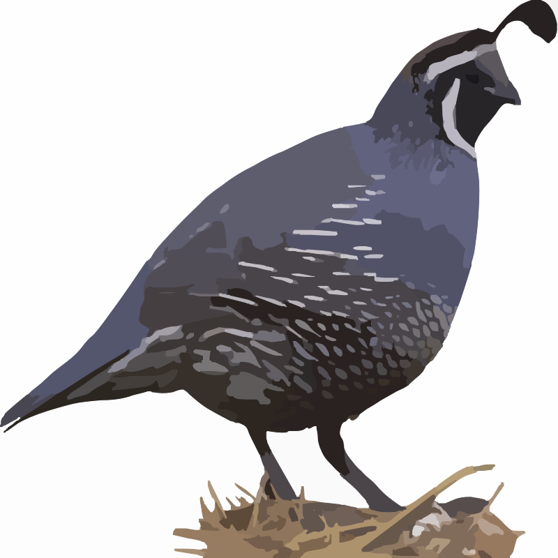 California Quail