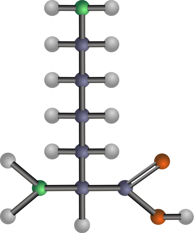 Lysine (amino acid)