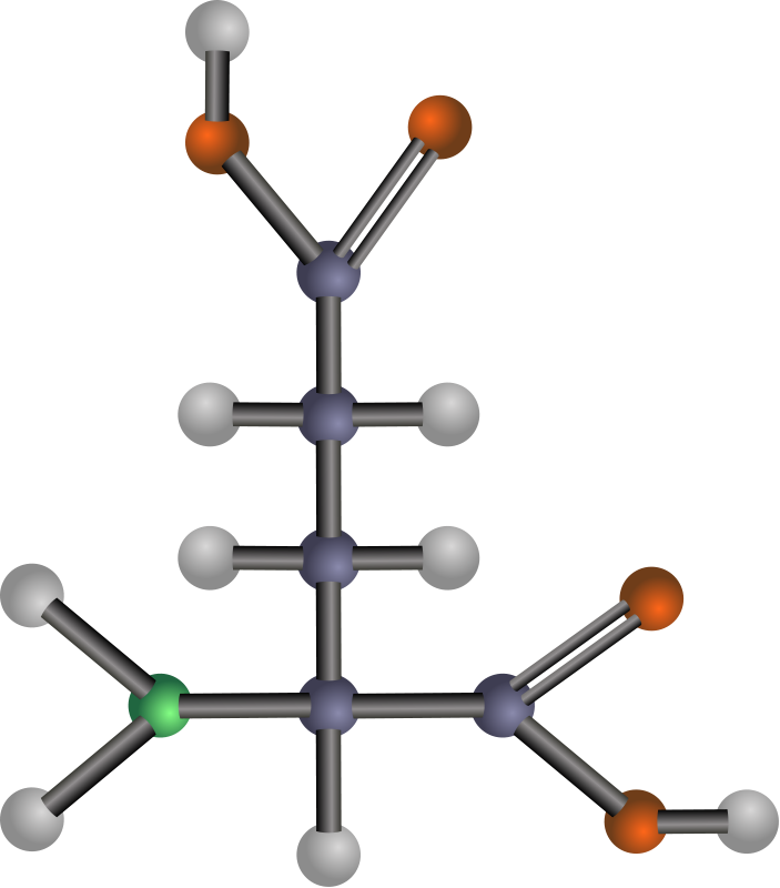 Glutamic acid (amino acid)