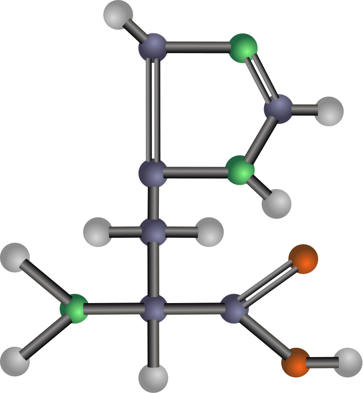 Histidine (amino acid)