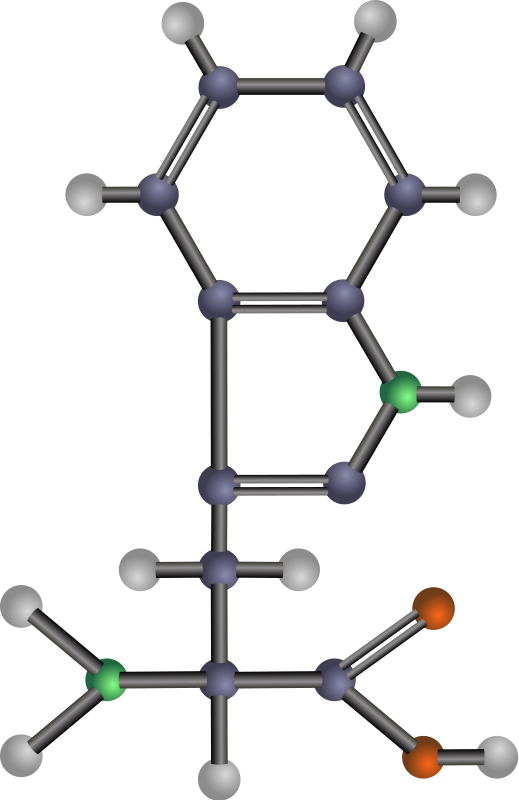 Tryptophan (amino acid)