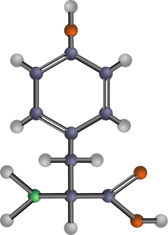 Tyrosine (amino acid)