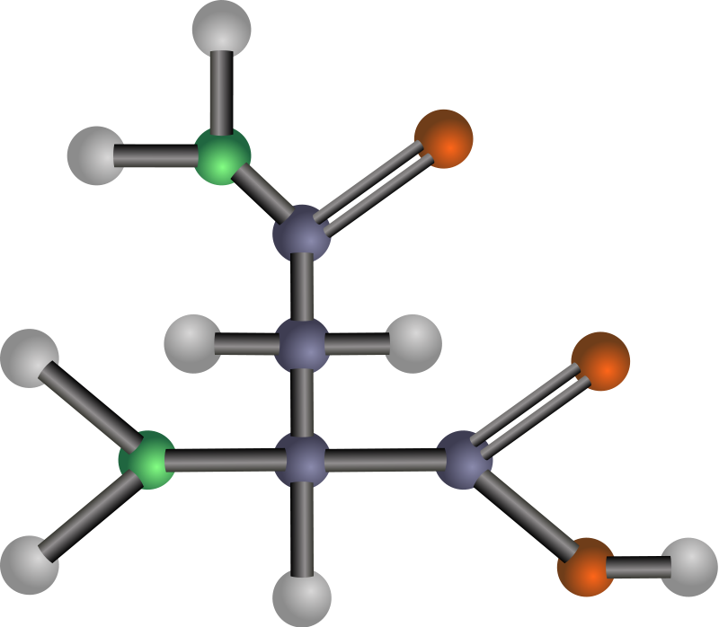 Asparagine (amino acid)