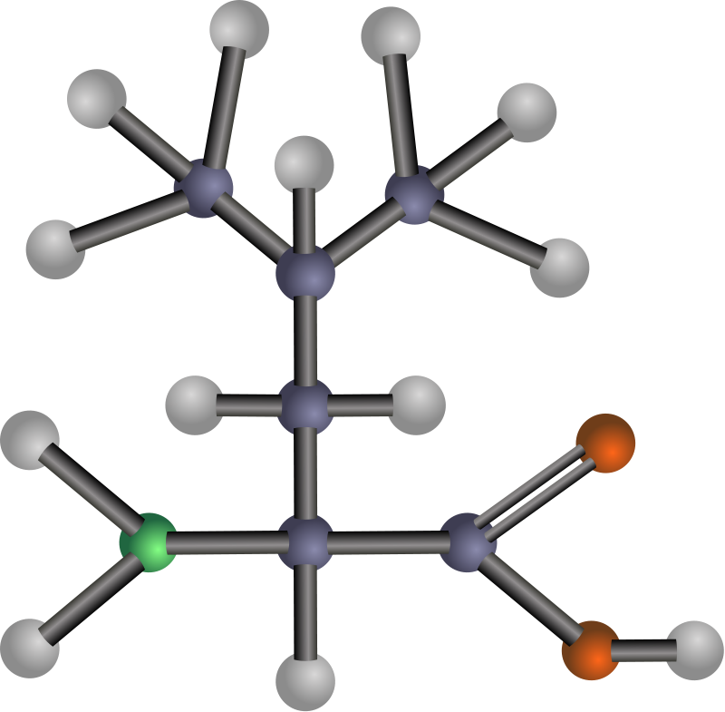 Leucine (amino acid)