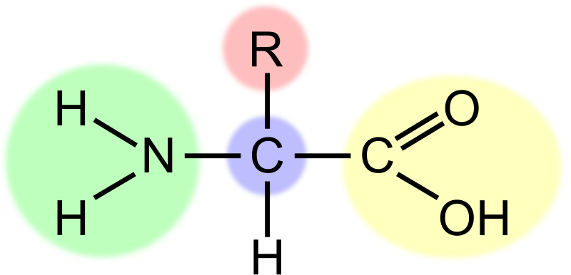 Amino acid (highlight)