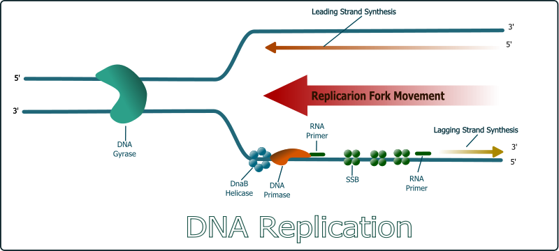 DNA Replication