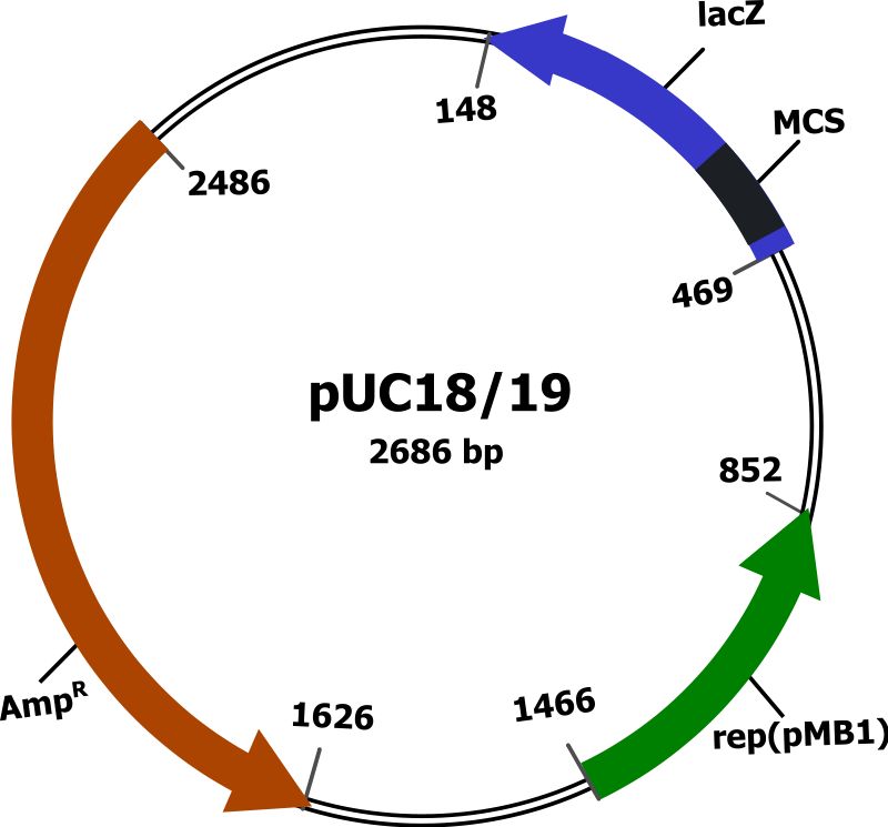 Plasmid vector