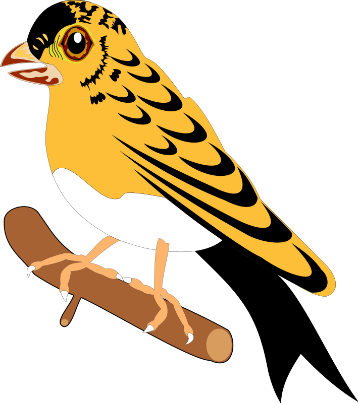 bird 25