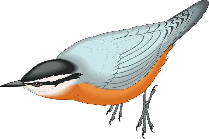 bird 17