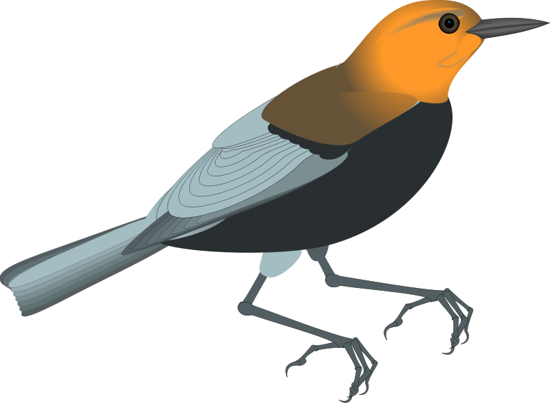 bird 16