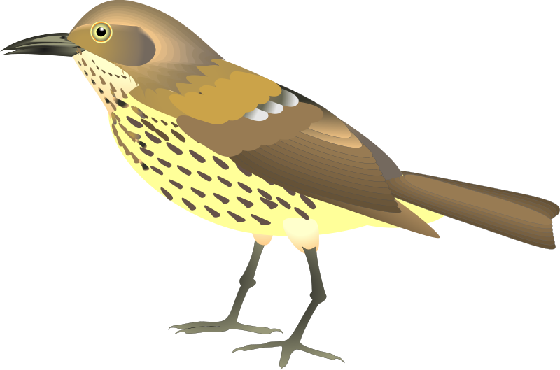 bird 14