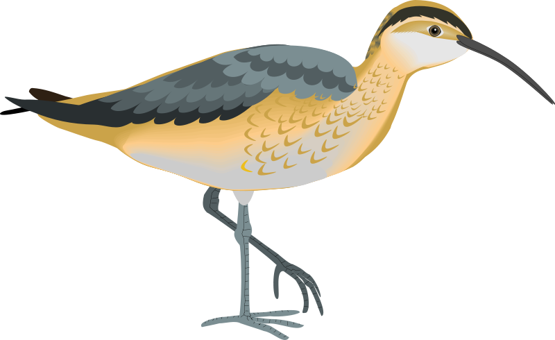 bird 62