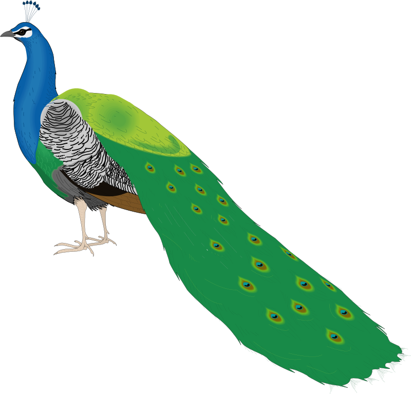 bird 55