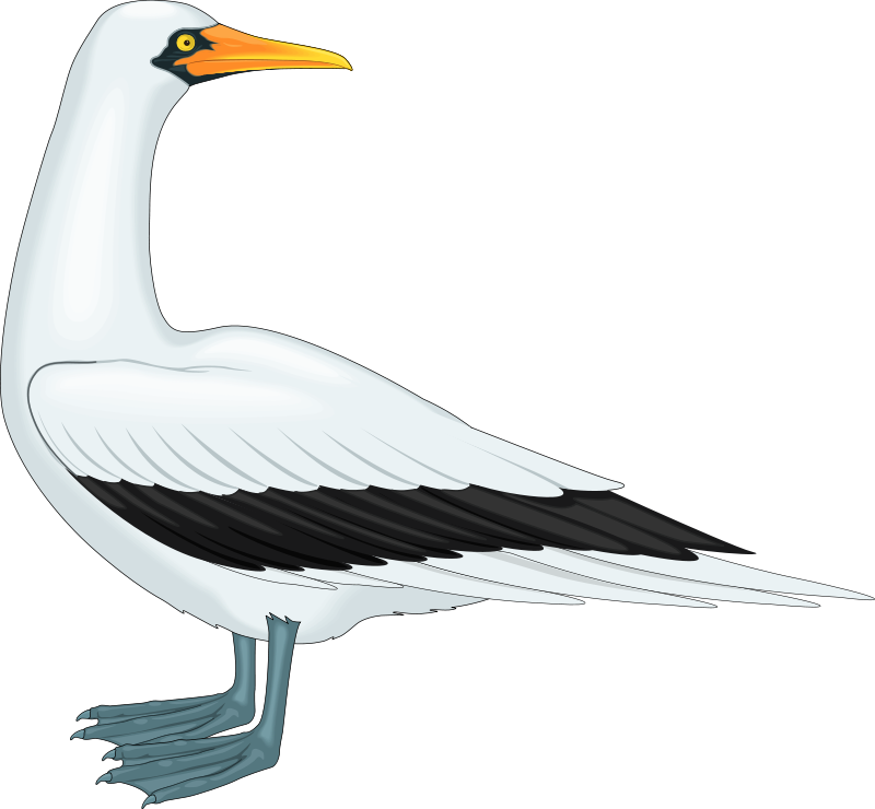 bird 47