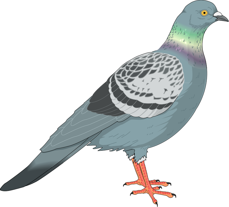 bird 69