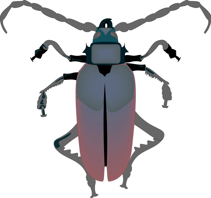 insect 29