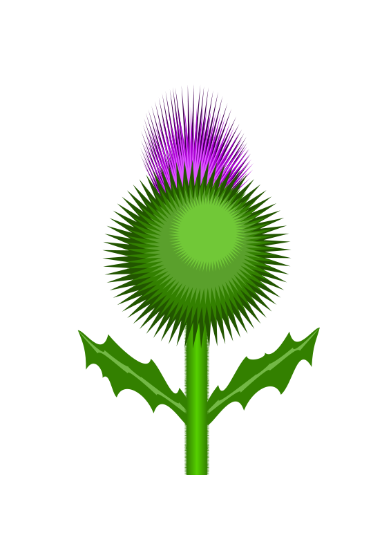 Scottish Thistle